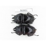 Neolucanus sp. China, Guizhou, Qiandongnan, Mt.Leigongshan. 2M. BA3651.