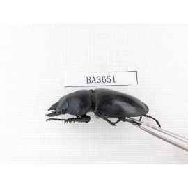 Neolucanus sp. China, Guizhou, Qiandongnan, Mt.Leigongshan. 2M. BA3651.