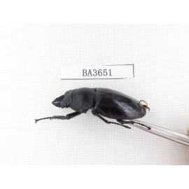Neolucanus sp. China, Guizhou, Qiandongnan, Mt.Leigongshan. 2M. BA3651.