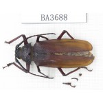 Cerambycidae sp. China, Guangdong, Mt.Nanling. 1Pcs. BA3688.