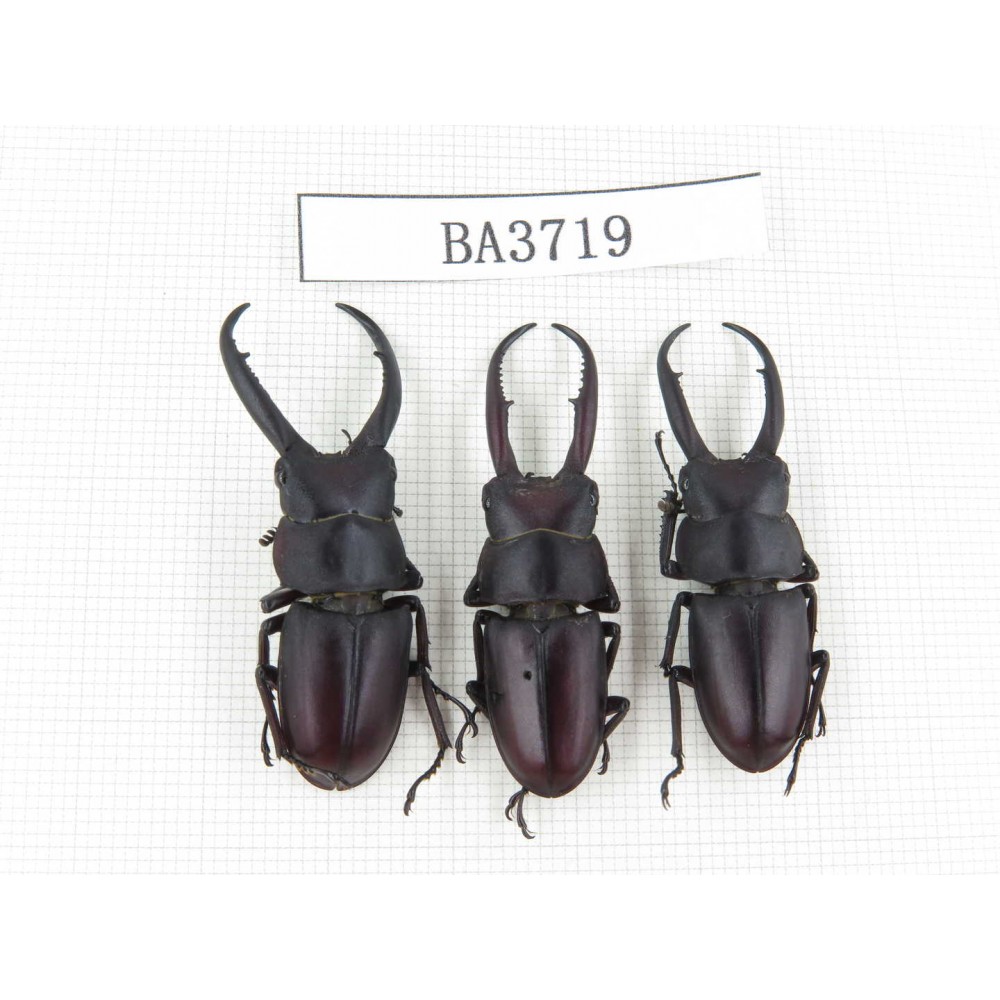 Prosopocoilus sp.  China, Guizhou, Qiandongnan, Mt.Leigongshan. 3M. BA3719.