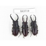 Prosopocoilus sp.  China, Guizhou, Qiandongnan, Mt.Leigongshan. 3M. BA3719.