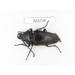 Trictenotomidae sp. China, Guizhou, Qiandongnan, Mt.Leigongshan. 1Pcs. BA3726.