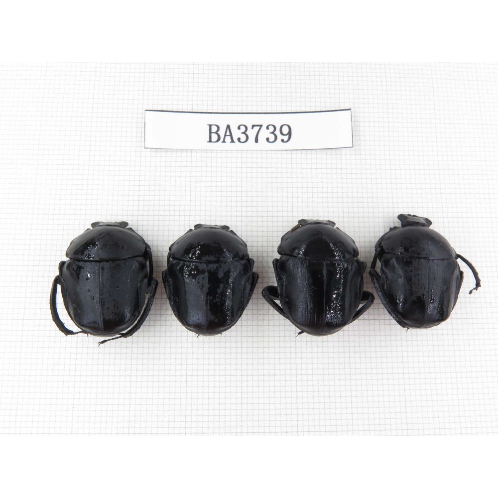 Geotrupidae sp. China, Guizhou, Tongren, Mt.Fanjingshan. 4Pcs. BA3739.