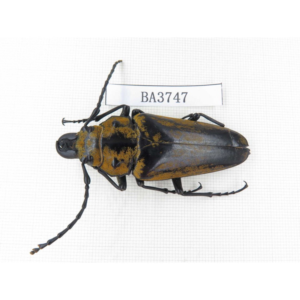 Trictenotomidae sp. China, Guangdong, Mt.Nanling. 1Pcs. BA3747.