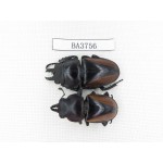 Neolucanus sp. China, Yunnan, Pingbian county, Mt.Daweishan. 2M. BA3756.