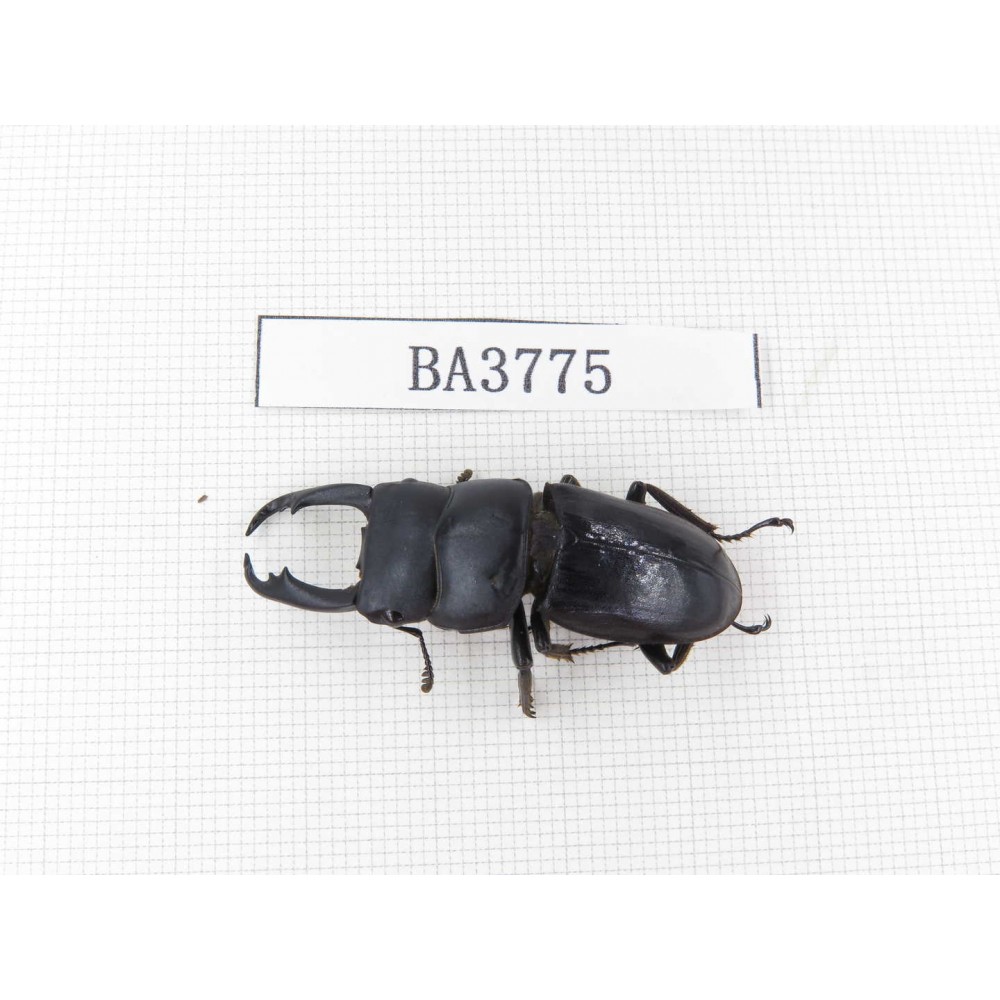 Dorcus sp. Myanmar, Kechin, Nanse. 1M. BA3775.