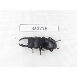 Dorcus sp. Myanmar, Kechin, Nanse. 1M. BA3775.