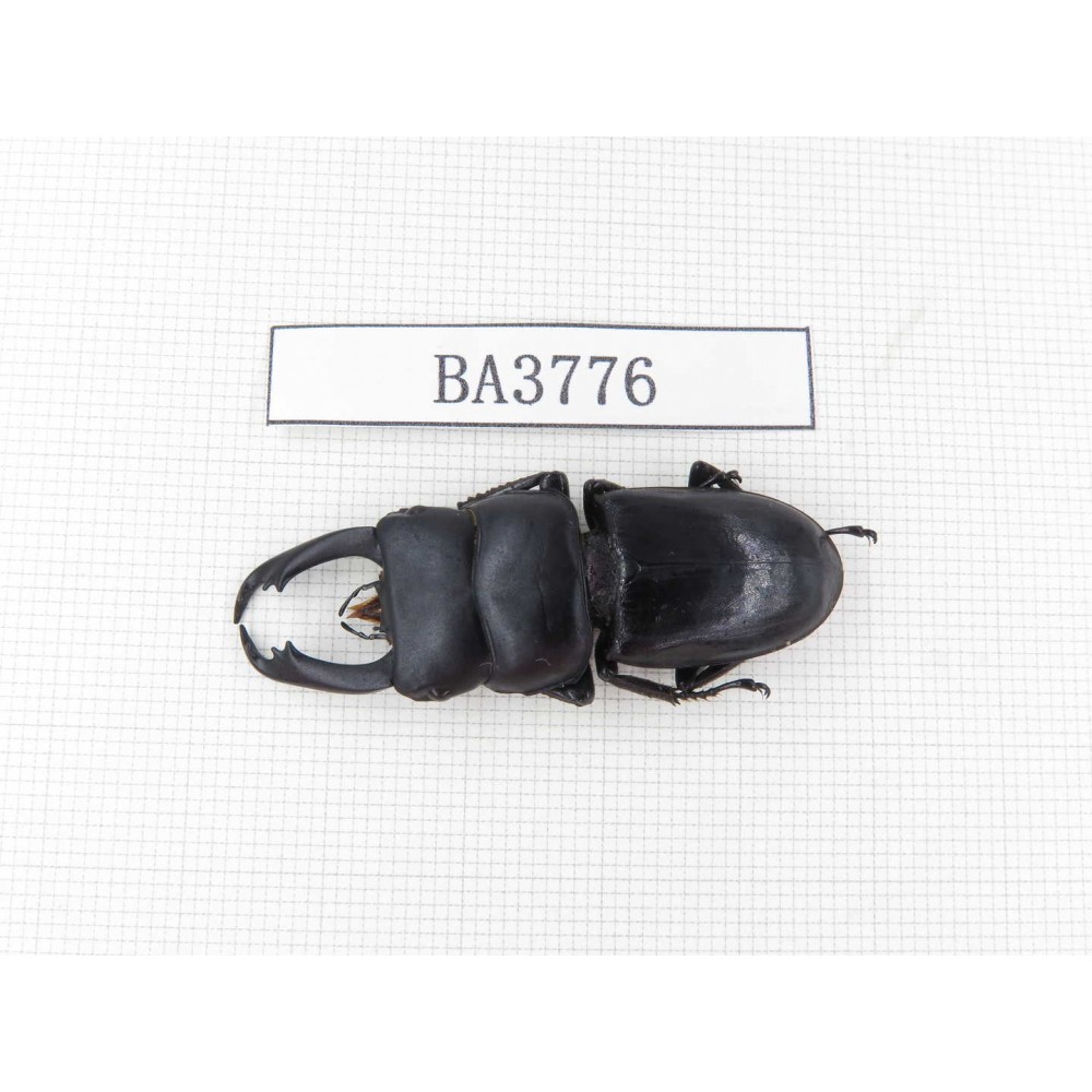 Dorcus sp. Myanmar, Kechin, Nanse. 1M. BA3776.