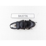 Dorcus sp. Myanmar, Kechin, Nanse. 1M. BA3776.