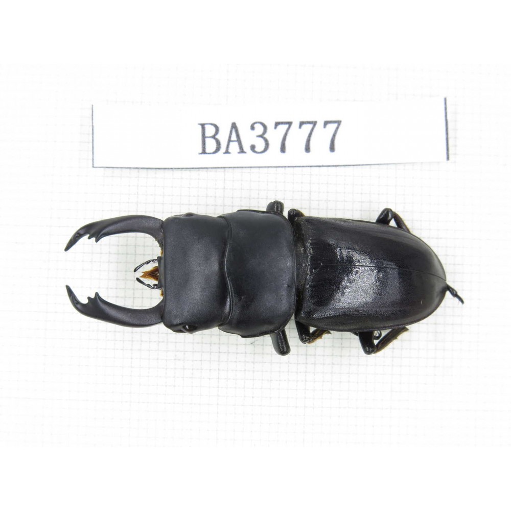 Dorcus sp. Myanmar, Kechin, Nanse. 1M. BA3777.