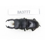 Dorcus sp. Myanmar, Kechin, Nanse. 1M. BA3777.