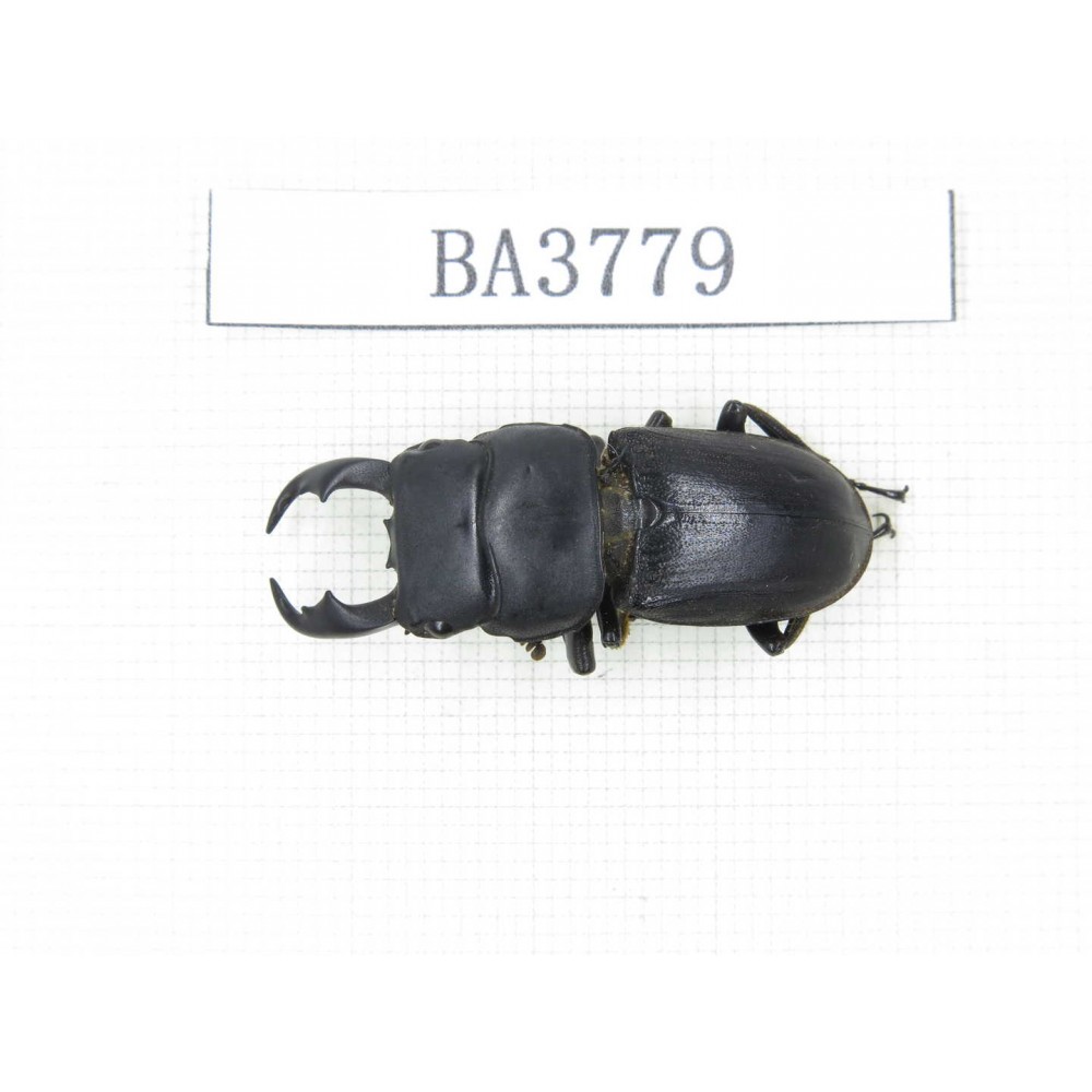 Dorcus sp. Myanmar, Kechin, Nanse. 1M. BA3779.