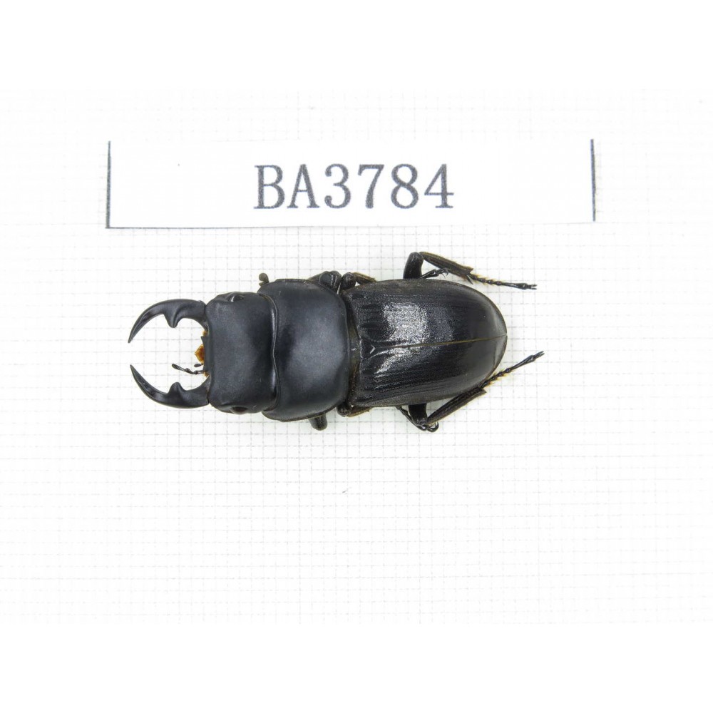 Dorcus sp. Myanmar, Kechin, Nanse. 1M. BA3784.