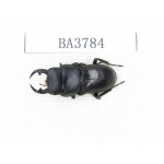 Dorcus sp. Myanmar, Kechin, Nanse. 1M. BA3784.