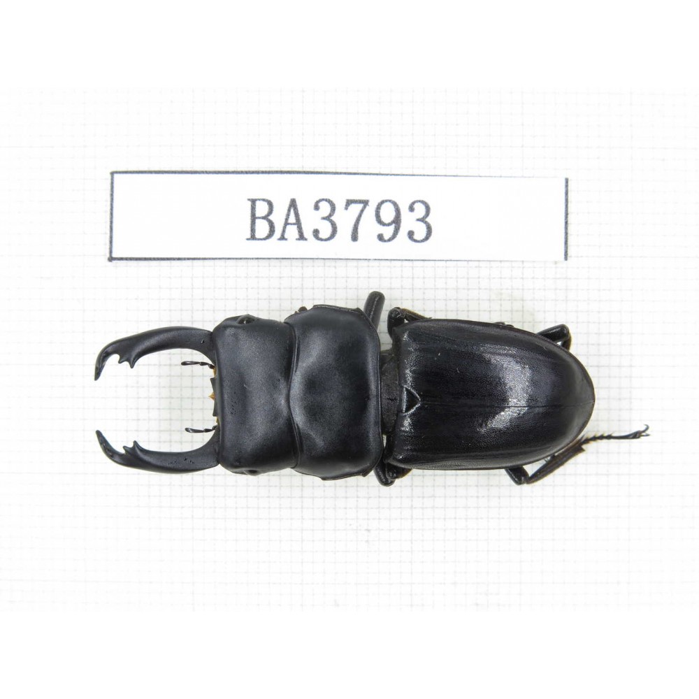 Dorcus sp. Myanmar, Kechin, Nanse. 1M. BA3793.