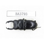 Dorcus sp. Myanmar, Kechin, Nanse. 1M. BA3793.