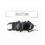 Dorcus sp. Myanmar, Kechin, Nanse. 1M. BA3798.