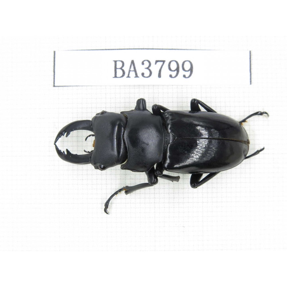 Dorcus sp. Myanmar, Kechin, Nanse. 1M. BA3799.
