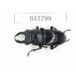 Dorcus sp. Myanmar, Kechin, Nanse. 1M. BA3799.