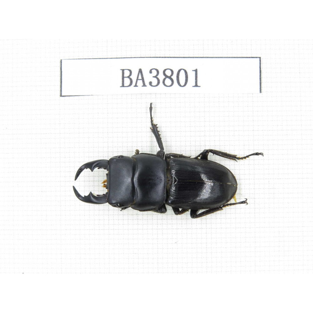 Dorcus sp. Myanmar, Kechin, Nanse. 1M. BA3801.