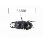 Dorcus sp. Myanmar, Kechin, Nanse. 1M. BA3801.