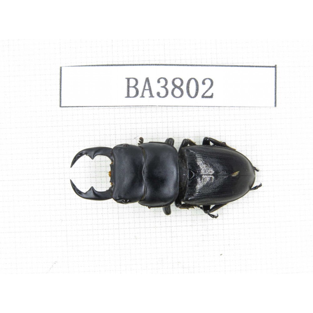 Dorcus sp. Myanmar, Kechin, Nanse. 1M. BA3802.