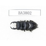 Dorcus sp. Myanmar, Kechin, Nanse. 1M. BA3802.