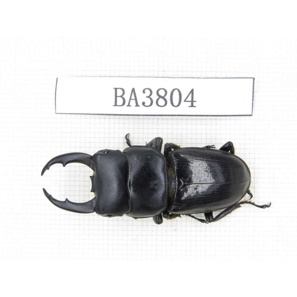 Dorcus sp. Myanmar, Kechin, Nanse. 1M. BA3804.