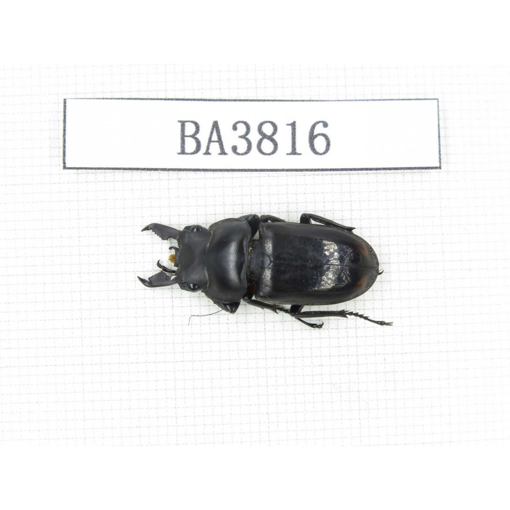 Dorcus sp. Myanmar, Kechin, Nanse. 1M. BA3816.