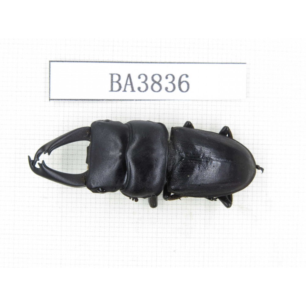 Dorcus sp. China, Yunnan, Honghe, Jinping county. 1M. BA3836.