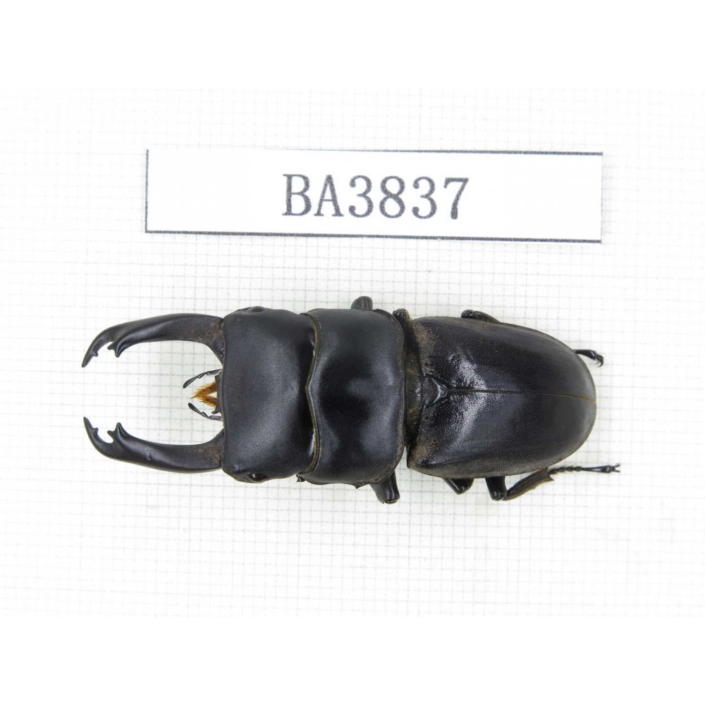 Dorcus sp. China, Yunnan, Honghe, Jinping county. 1M. BA3837.