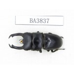 Dorcus sp. China, Yunnan, Honghe, Jinping county. 1M. BA3837.