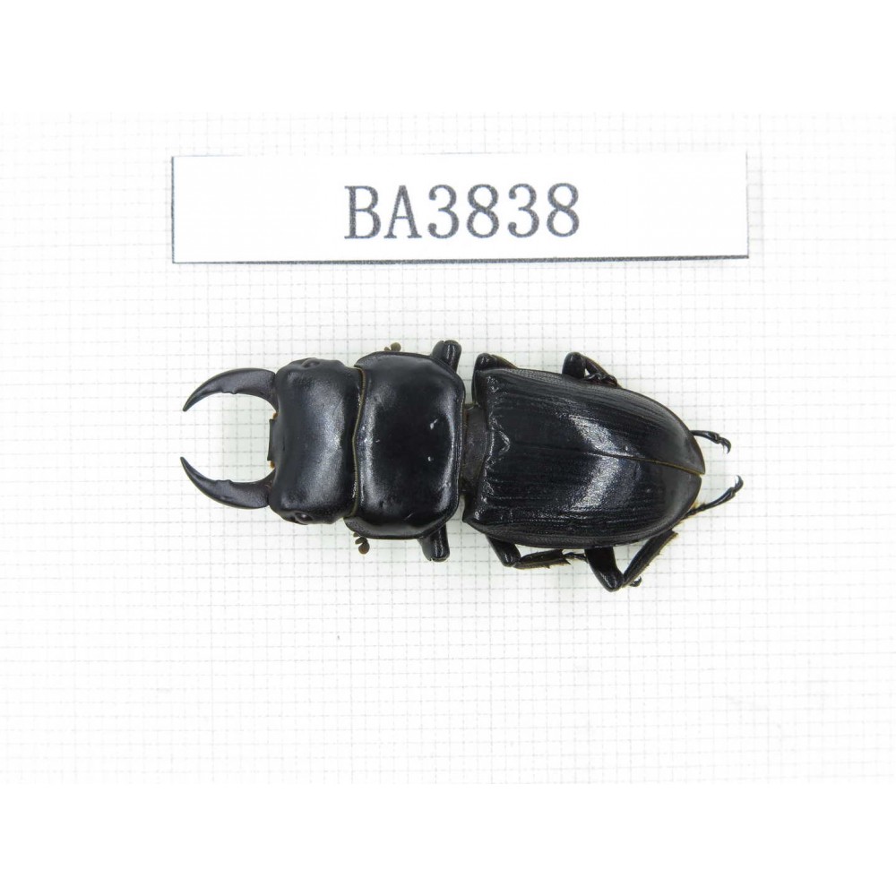 Dorcus sp. China, Yunnan, Honghe, Jinping county. 1M. BA3838.