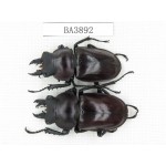 Neolucanus sp. China, Guizhou, Qiandongnan, Mt.Leigongshan. 2M. BA3892.