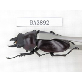 Neolucanus sp. China, Guizhou, Qiandongnan, Mt.Leigongshan. 2M. BA3892.