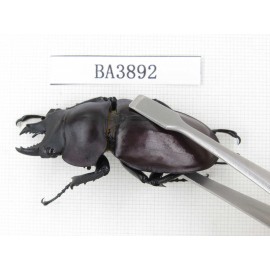 Neolucanus sp. China, Guizhou, Qiandongnan, Mt.Leigongshan. 2M. BA3892.