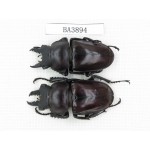 Neolucanus sp. China, Guizhou, Qiandongnan, Mt.Leigongshan. 2M. BA3894.