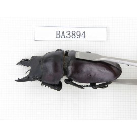 Neolucanus sp. China, Guizhou, Qiandongnan, Mt.Leigongshan. 2M. BA3894.