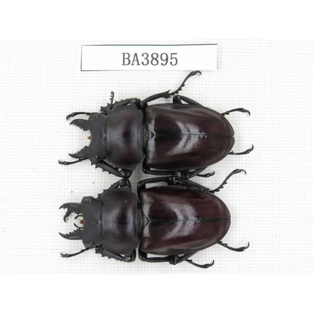 Neolucanus sp. China, Guizhou, Qiandongnan, Mt.Leigongshan. 2M. BA3895.