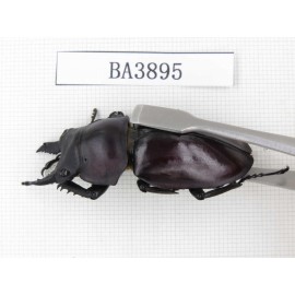 Neolucanus sp. China, Guizhou, Qiandongnan, Mt.Leigongshan. 2M. BA3895.