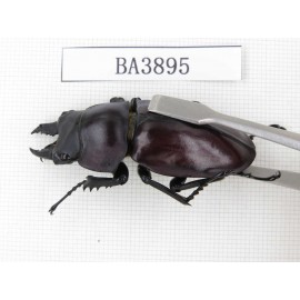 Neolucanus sp. China, Guizhou, Qiandongnan, Mt.Leigongshan. 2M. BA3895.
