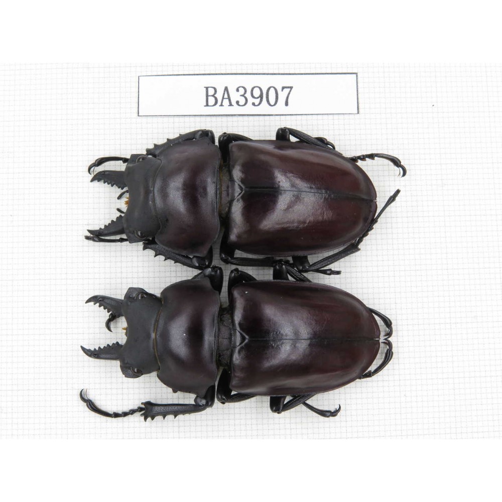 Neolucanus sp. China, Guizhou, Qiandongnan, Mt.Miaoling. 2M. BA3907.