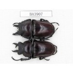 Neolucanus sp. China, Guizhou, Qiandongnan, Mt.Miaoling. 2M. BA3907.