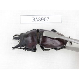 Neolucanus sp. China, Guizhou, Qiandongnan, Mt.Miaoling. 2M. BA3907.