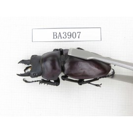 Neolucanus sp. China, Guizhou, Qiandongnan, Mt.Miaoling. 2M. BA3907.
