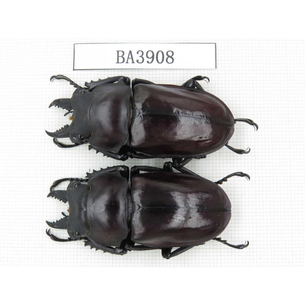 Neolucanus sp. China, Guizhou, Qiandongnan, Mt.Miaoling. 2M. BA3908.