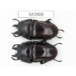 Neolucanus sp. China, Guizhou, Qiandongnan, Mt.Miaoling. 2M. BA3908.