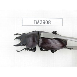 Neolucanus sp. China, Guizhou, Qiandongnan, Mt.Miaoling. 2M. BA3908.