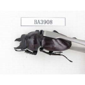 Neolucanus sp. China, Guizhou, Qiandongnan, Mt.Miaoling. 2M. BA3908.